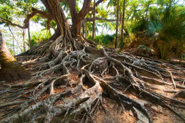 Andaman ve Nicobar Adaları 'ndaki Ross Adası' nda kökleriyle çok eski bir banyan ağacı.