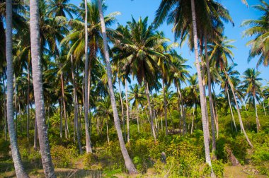 Güzel hindistan cevizi palmiyesi çiftliği