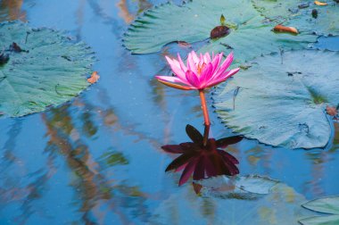 pembe lotus çiçeği veya gölet üzerinde çiçek açmış nilüfer çiçekleri