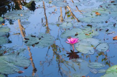 pembe lotus çiçeği veya gölet üzerinde çiçek açmış nilüfer çiçekleri