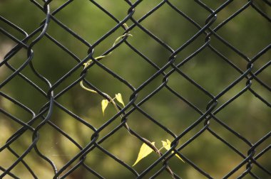 Ormanda doğal bir geçmiş.