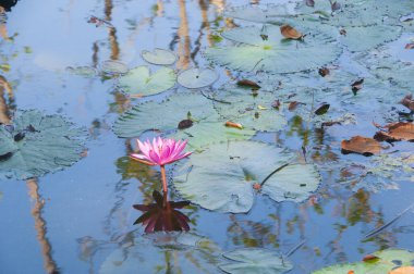 pembe lotus çiçeği veya gölet üzerinde çiçek açmış nilüfer çiçekleri