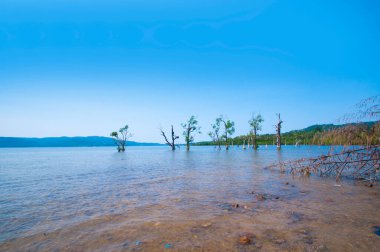 Muhteşem bir sahil manzarası, deniz suyunda güzel bir ağaç, Andaman & Nicobar Adaları.