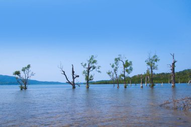 Muhteşem bir sahil manzarası, deniz suyunda güzel bir ağaç, Andaman & Nicobar Adaları.