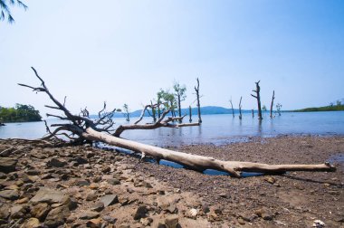 Jolly Buoy Sahili 'nin göz kamaştırıcı manzarası, Andaman & Nicobar Adaları sahilinde uzanan güzel bir ağaç.
