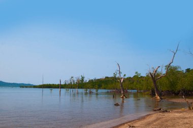 Muhteşem bir sahil manzarası, deniz suyunda güzel bir ağaç, Andaman & Nicobar Adaları.