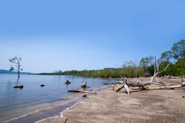 Jolly Buoy Sahili 'nin göz kamaştırıcı manzarası, Andaman & Nicobar Adaları sahilinde uzanan güzel bir ağaç.