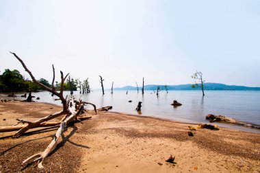 Jolly Buoy Sahili 'nin göz kamaştırıcı manzarası, Andaman & Nicobar Adaları sahilinde uzanan güzel bir ağaç.