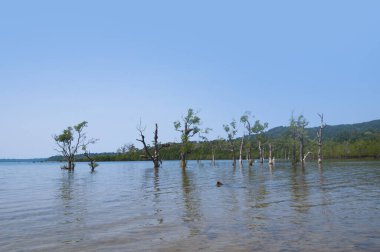 Muhteşem bir sahil manzarası, deniz suyunda güzel bir ağaç, Andaman & Nicobar Adaları.
