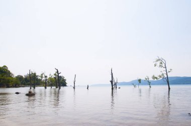 Muhteşem bir sahil manzarası, deniz suyunda güzel bir ağaç, Andaman & Nicobar Adaları.
