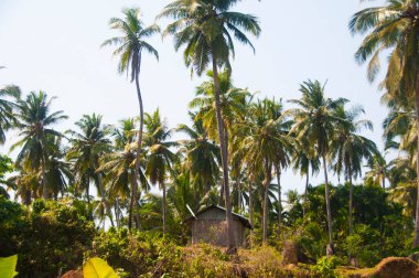 Güzel hindistan cevizi palmiyesi çiftliği
