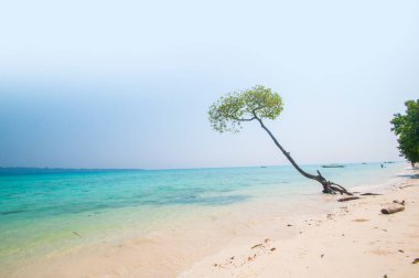 Havelock Adası, Andaman ve Nicobar, Hindistan Vijaynagar kumsalda mangrov ağaca