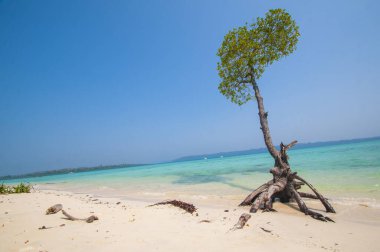 Havelock Adası, Andaman ve Nicobar, Hindistan Vijaynagar kumsalda mangrov ağaca