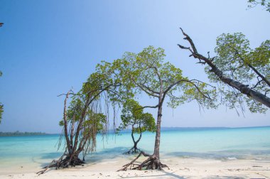 Havelock Adası Sahili, deniz suyunda güzel bir ağaç, Andaman & Nicobar Adaları.