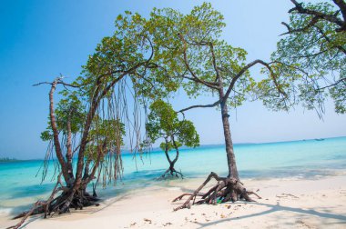 Havelock Adası Sahili, deniz suyunda güzel bir ağaç, Andaman & Nicobar Adaları.