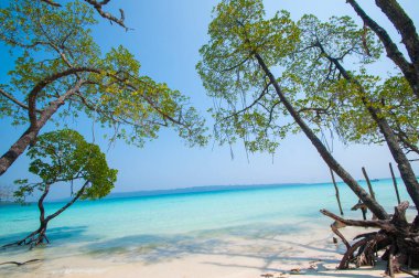 Havelock Adası Sahili, deniz suyunda güzel bir ağaç, Andaman & Nicobar Adaları.