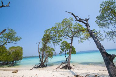 Havelock Adası Sahili, deniz suyunda güzel bir ağaç, Andaman & Nicobar Adaları.
