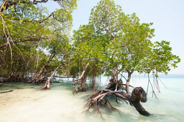 Havelock Adası Sahili, deniz suyunda güzel bir ağaç, Andaman & Nicobar Adaları.
