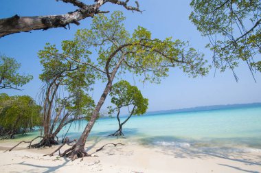 Havelock Adası Sahili, deniz suyunda güzel bir ağaç, Andaman & Nicobar Adaları.