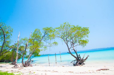 Havelock Adası Sahili, deniz suyunda güzel bir ağaç, Andaman & Nicobar Adaları.