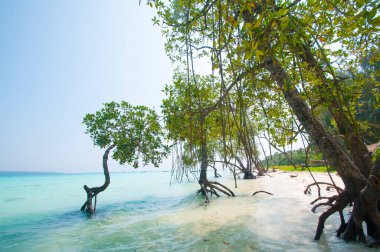Andaman ve Nicobar Adaları Plajı, Hindistan