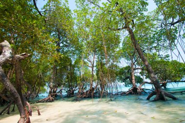 Havelock Adası Sahili, deniz suyunda güzel bir ağaç, Andaman & Nicobar Adaları.