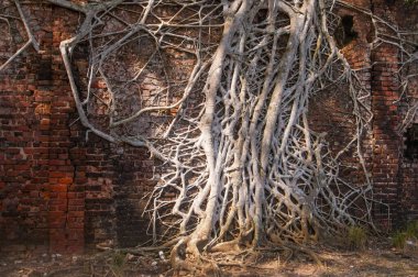 Eski ağaç kökleri duvarlarla kaplı. Soyut Arkaplan