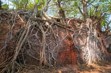 Andaman ve Nicobar Adaları 'ndaki Ross Adası' nda İngilizlerin kullandığı terk edilmiş ve harap bir ev.