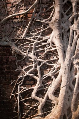 Eski ağaç kökleri duvarlarla kaplı. Soyut Arkaplan