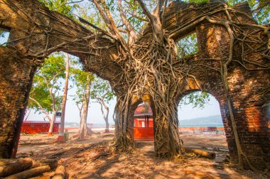 Terk edilmiş koloni mimarisi Ross Adası, Andaman ve Nicobar takımadalarında büyük ağaç kökleri ile kaplıydı.