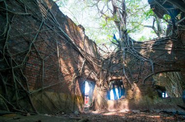 Terk edilmiş koloni mimarisi Ross Adası, Andaman ve Nicobar takımadalarında büyük ağaç kökleri ile kaplıydı.