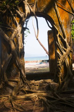 Eski ağaç kökleri duvarlarla kaplı. Soyut Arkaplan