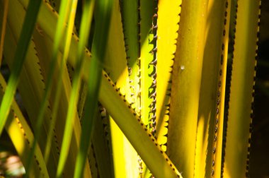 Ormanda doğal bir geçmiş.