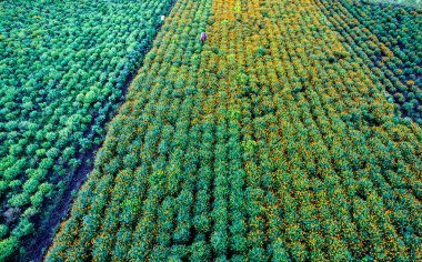 Hindistan 'da bir marigold tarlasının havadan görünüşü..