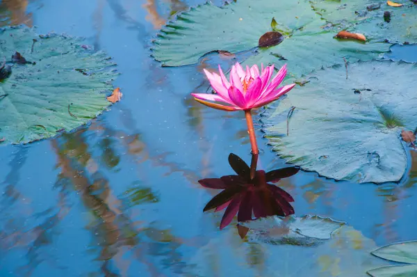 pembe lotus çiçeği veya gölet üzerinde çiçek açmış nilüfer çiçekleri