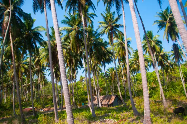 Güzel hindistan cevizi palmiyesi çiftliği