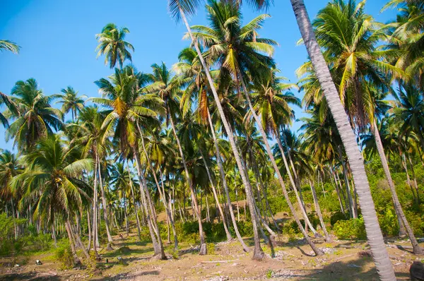 Güzel hindistan cevizi palmiyesi çiftliği
