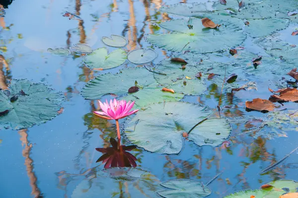 pembe lotus çiçeği veya gölet üzerinde çiçek açmış nilüfer çiçekleri