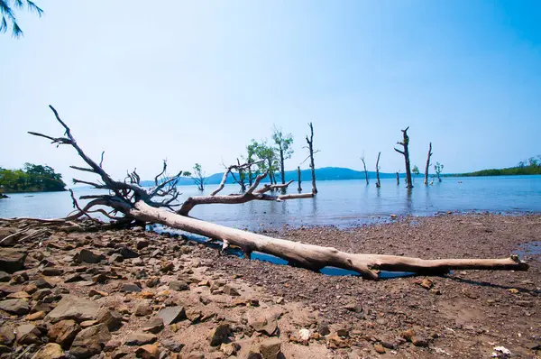 Jolly Buoy Sahili 'nin göz kamaştırıcı manzarası, Andaman & Nicobar Adaları sahilinde uzanan güzel bir ağaç.