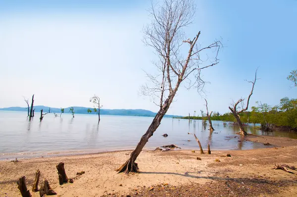 Muhteşem bir sahil manzarası, deniz suyunda güzel bir ağaç, Andaman & Nicobar Adaları.