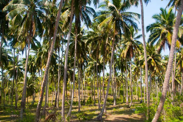 Güzel hindistan cevizi palmiyesi çiftliği