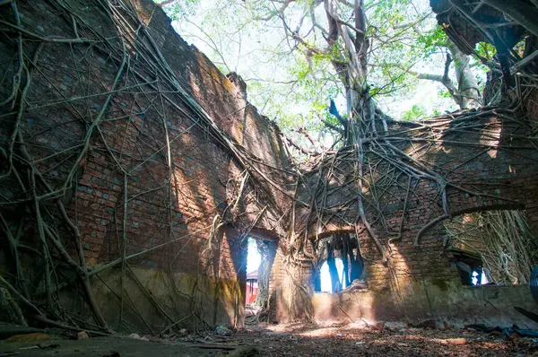 Terk edilmiş koloni mimarisi Ross Adası, Andaman ve Nicobar takımadalarında büyük ağaç kökleri ile kaplıydı.