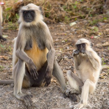 Hindistan kırsalında gri langur maymunları.
