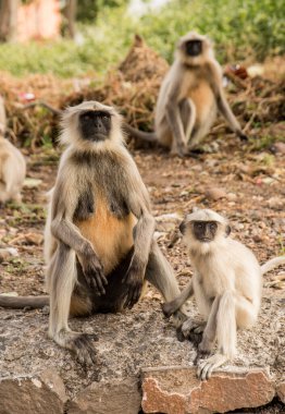 Hindistan kırsalında gri langur maymunları.