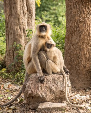 Hindistan kırsalında gri langur maymunları.