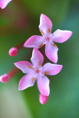 Doğanın soyut arkaplanı