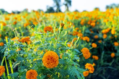 Bitki yeşilinin arkaplanı.