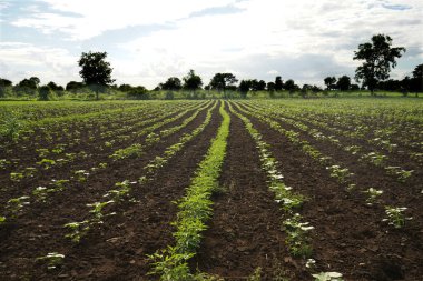 Hindistan 'da yeşil pamuk tarlası
