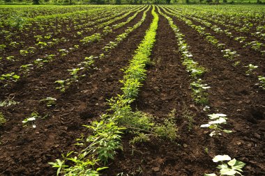 Hindistan 'da yeşil pamuk tarlası