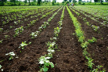 Hindistan 'da yeşil pamuk tarlası